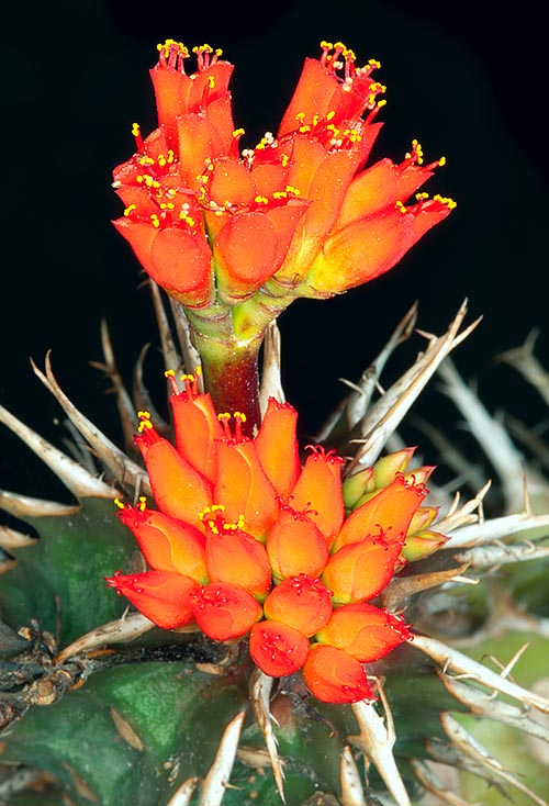 La Euphorbia viguieri es una suculenta decídua de Madagascar © Giuseppe Mazza