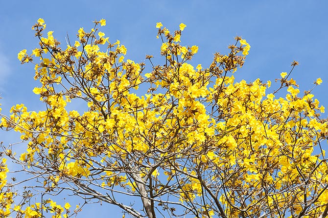 Handroanthus chrysotrichus, Bignoniaceae, golden trumpet tree Handroanthus chrysotrichus, Bignoniaceae, golden trumpet tree, yellow trumpet tree