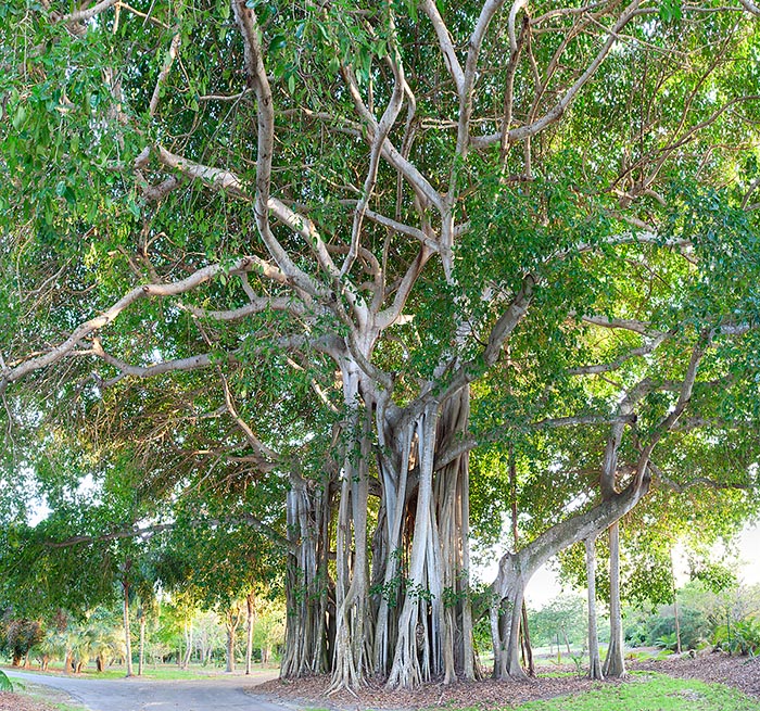 Ficus altissima, falso banyan, Moraceae