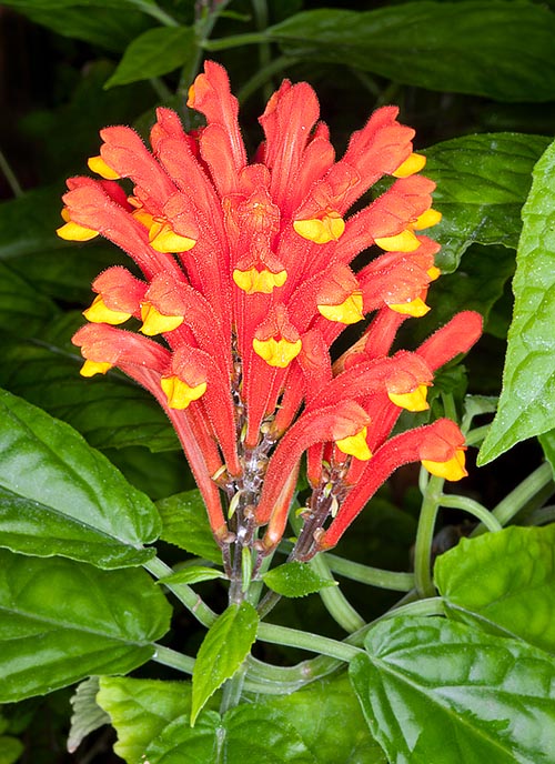 The Scutellaria costaricana inflorescences have 6 cm corollas © Giuseppe Mazza