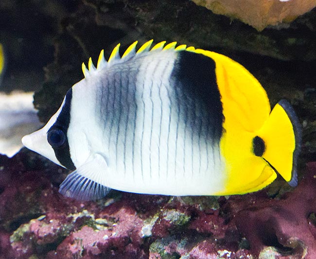 Chaetodon ulietensis, Pacific double-saddle butterflyfish, Chaetodontidae