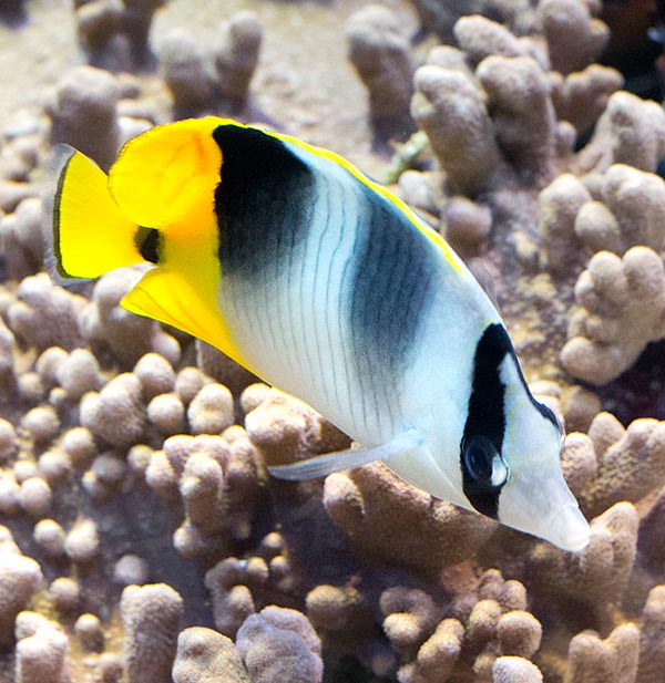 Flat like all butterflyfishes, Chaetodon ulietensis is practically omnivorous.