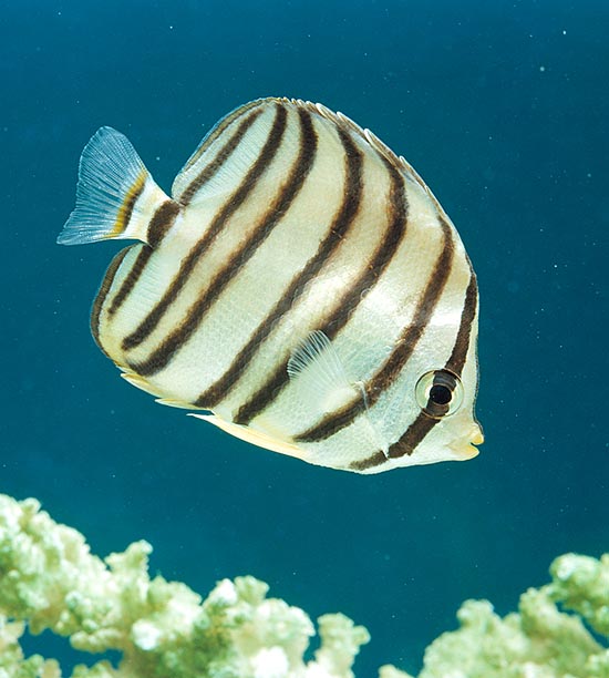 Chaetodon octofasciatus, Pez mariposa de ocho franjas, Chaetodontidae Chaetodon octofasciatus, Pez mariposa de ocho franjas, Chaetodontidae