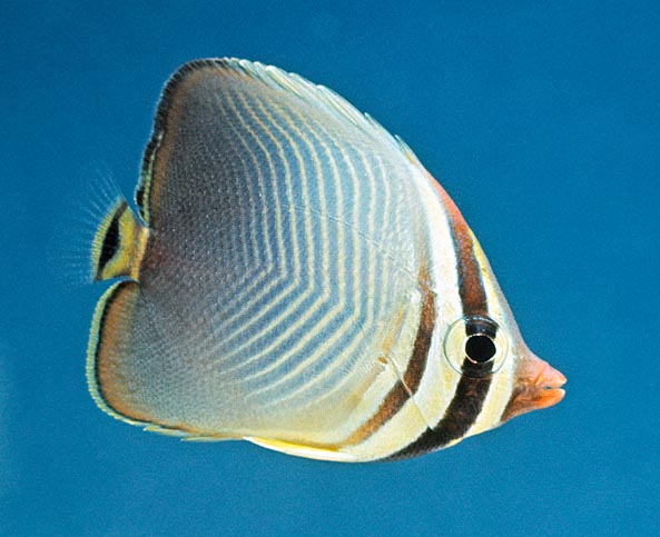 Chaetodon triangulum, pesce farfalla triangolo, Chaetodontidae
