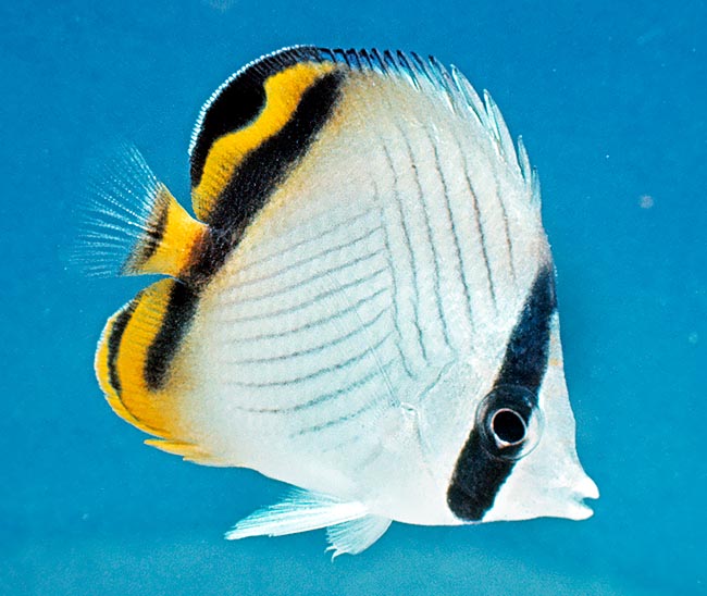 Chaetodon vagabundus, Pesce farfalla vagabondo, Chaetodontidae Chaetodon vagabundus, Pesce farfalla vagabondo, Chaetodontidae