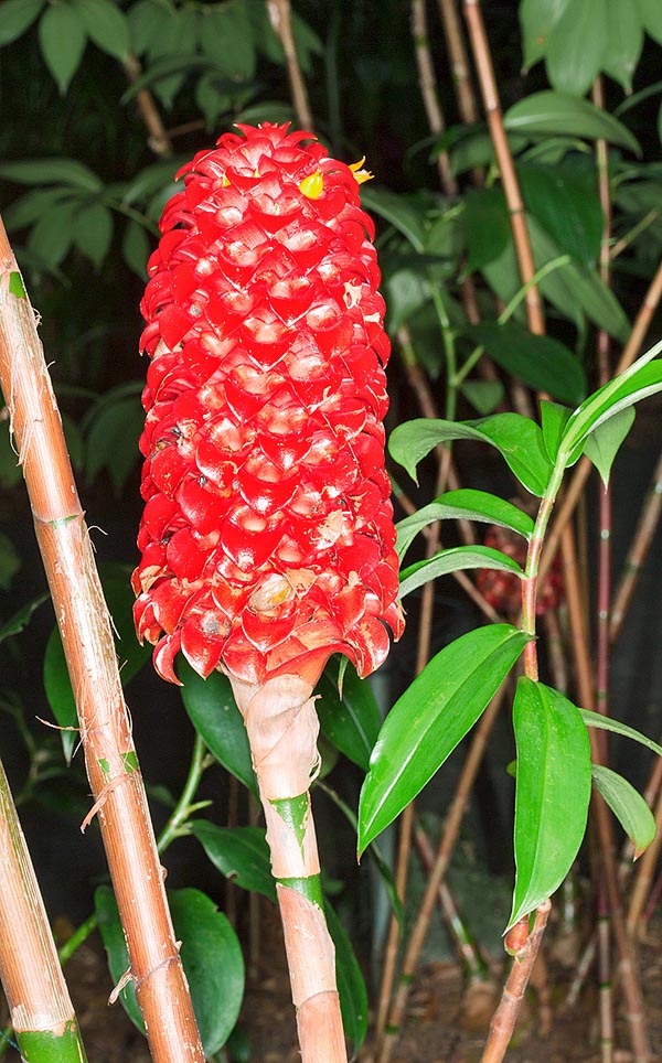 The Tapeinochilos ananassae reaches 2 m with 25 cm inflorescences © Giuseppe Mazza