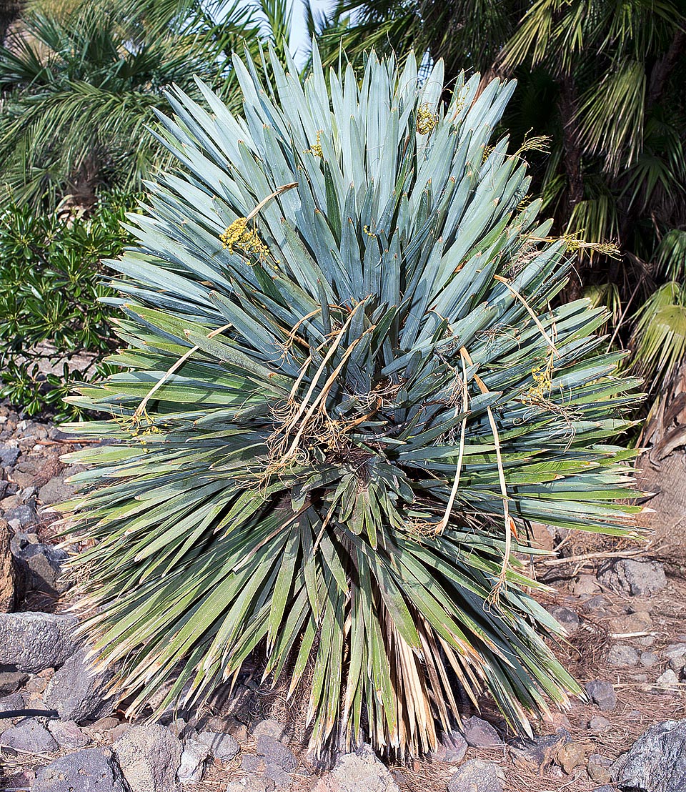 Hemithrinax ekmaniana is native to Cuba where it is present with few specimens on rocky hill slopes in the province of Villa Clara © Giuseppe Mazza