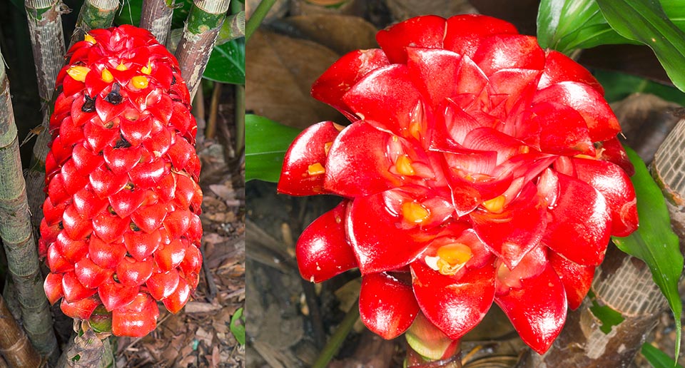 Red bracts, yellow flowers and black seeds. Ambiental humidity must be 80% © Giuseppe Mazza