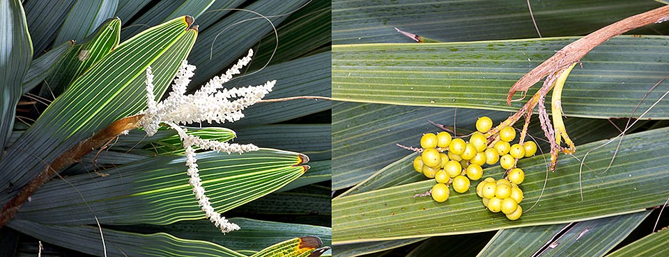 Inflorescence avec des feuilles en contre-jour et des fruits. C'est une espèce très rare avec seulement une centaine de représentants dans la nature © Giuseppe Mazza