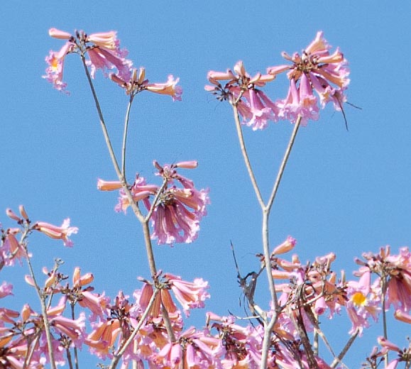 Handroanthus impetiginosus, Bignoniaceae, lavander trumpet tree, pink ipê, purple tabebuia, purple-trumpet tree, red lapacho