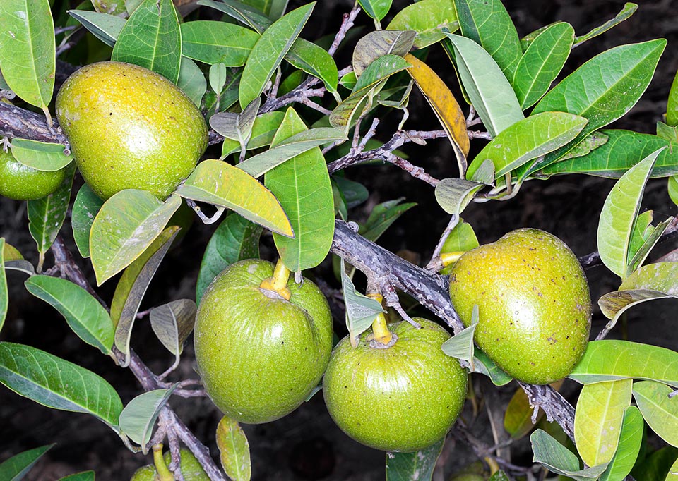 Originaire d'Afrique tropicale, Annona glabra résiste à la sécheresse, aux inondations et à l'eau salée. Les fruits crus sont insipides mais en raison de son adaptabilité et de sa croissance rapide il est souvent utilisé comme porte greffe pour les espèces d’Annona les plus précieuses craignant les sols humides. Plusieurs parties de la plante montrent des vertus médicinales. Activités antimicrobiennes, antifongiques et insecticides des extraits d’écorce et antitumorale de certains composés des graines © Giuseppe Mazza