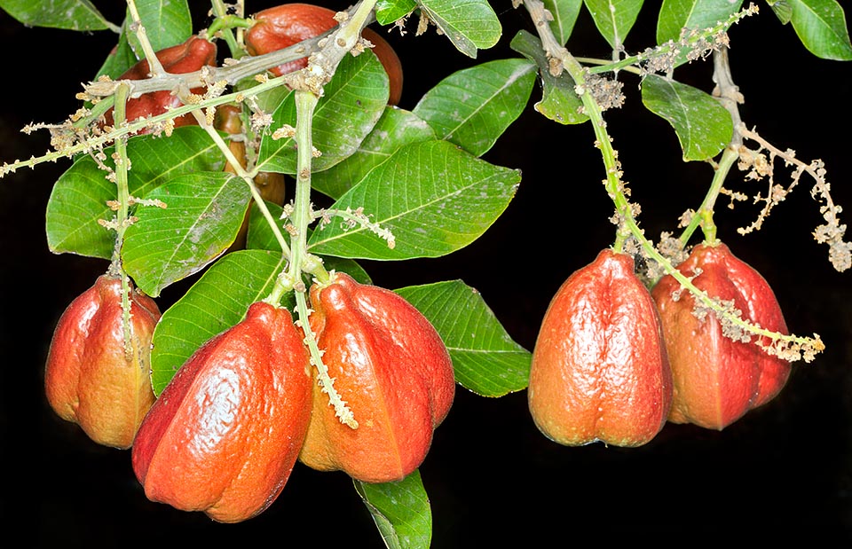 El fruto de la Blighia sapida, nativa de África tropical, se abre al crecer y muestra 3 arilos comestibles solo al madurar. Verdes pueden ser letales, como las semillas © Giuseppe Mazza