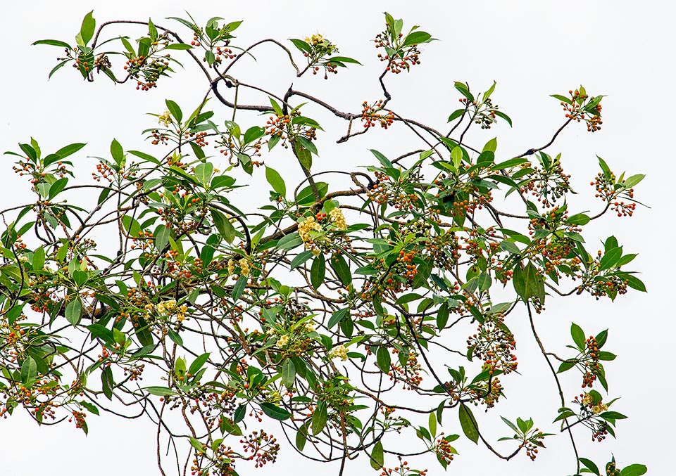 Fagraea fragrans, Gentianaceae