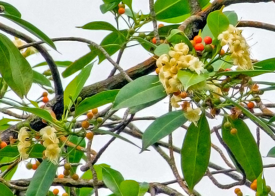 Fagraea fragrans, Gentianaceae