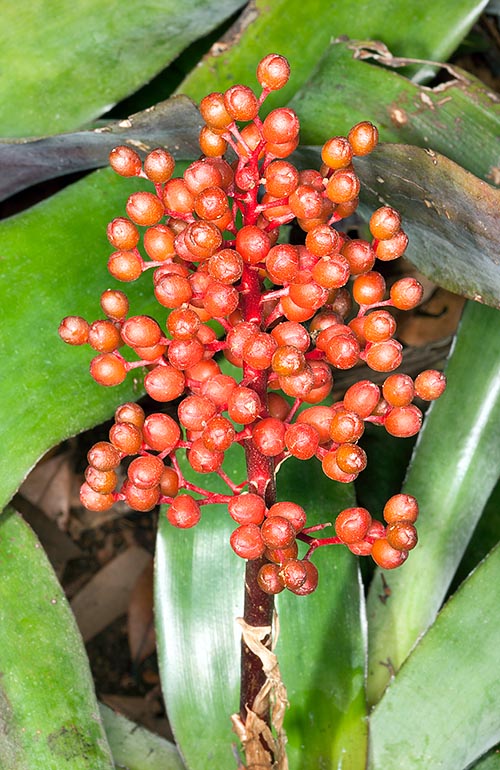 Aechmea fulgens, Bromeliaceae, coral berry