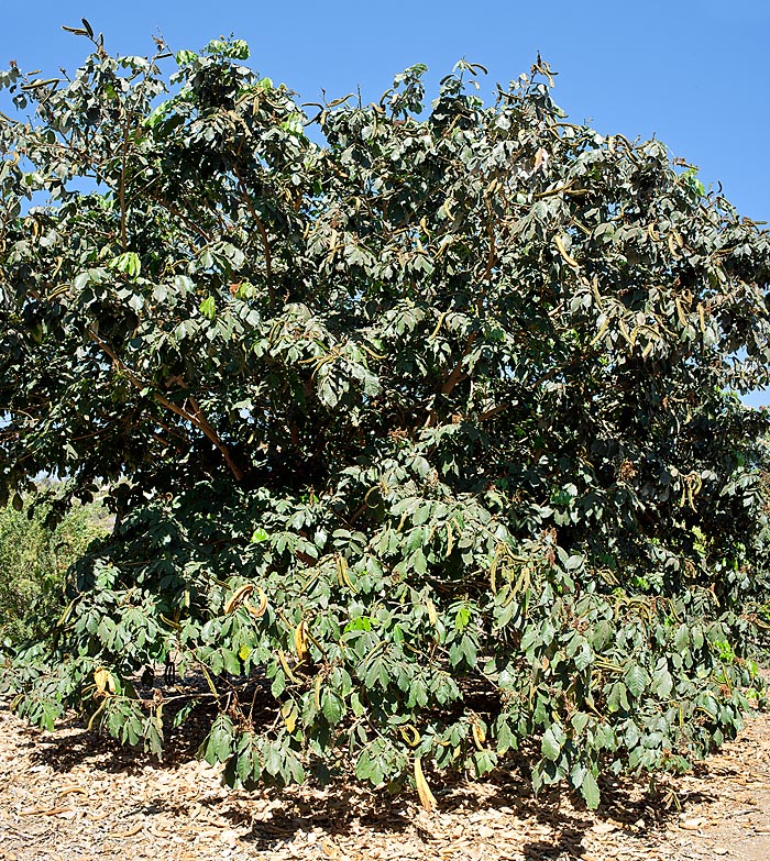 Si bien es cultivada más baja, la Inga feuilleei puede superar los 30 m de altura © Giuseppe Mazza