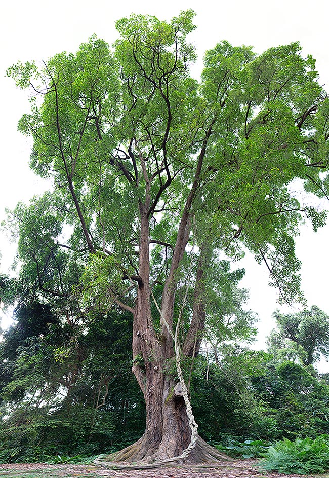 Fagraea fragrans, ironwood, Gentianaceae
