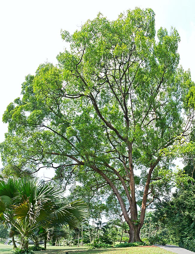 Fagraea fragrans, ironwood, Gentianaceae
