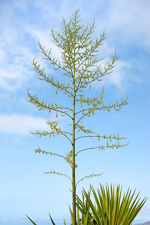 Furcraea selloa makes one enormous inflorescence then dies © Giuseppe Mazza