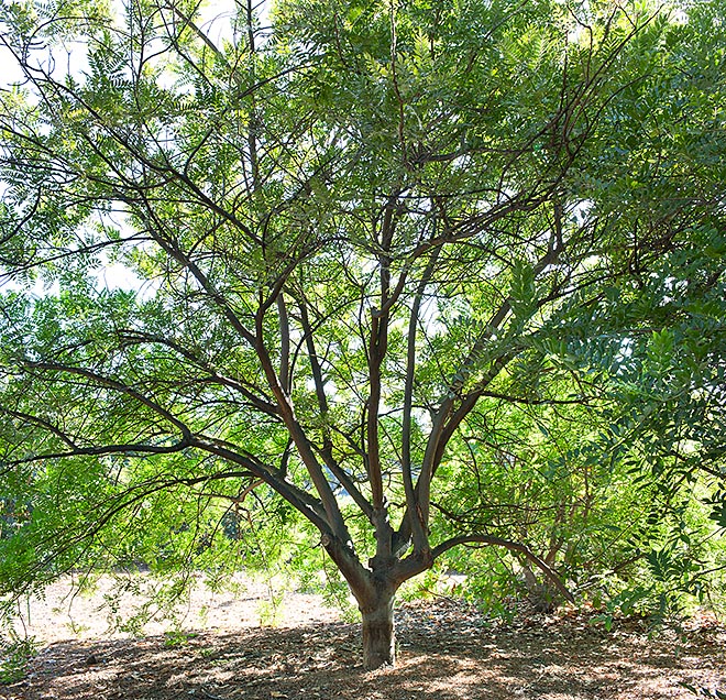 La Spondias purpurea peut atteindre 25 m de haut. Elle a des fruits comestibles et des vertus médicinales © G. Mazza