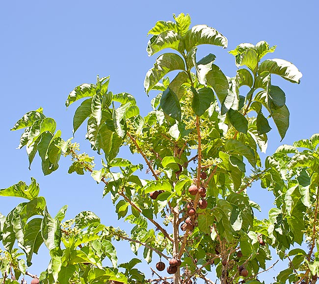 La Vangueria madagascariensis es un pequeño árbol muy ramificado que puede alcanzar los 8 m © G. Mazza