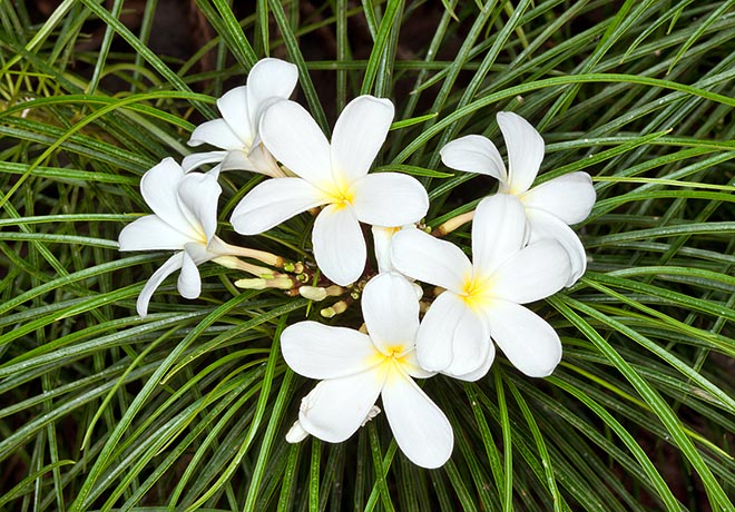 Rare wild and in gardens, Plumeria filifolia is recognized at once by its long leaves © Giuseppe Mazza