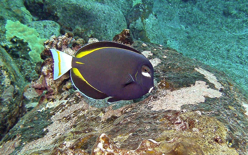 Acanthurus nigricans has a very vast diffusion in the tropical waters of the Eastern Indian Ocean and on the two coasts of the Pacific © Barry Fackler
