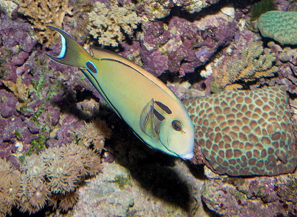 Absent in the Red Sea, Acanthurus tennentii lives in the Indian Ocean tropical waters, from eastern Africa up to the Lesser Sunda Islands of southern Indonesia © Giuseppe Mazza