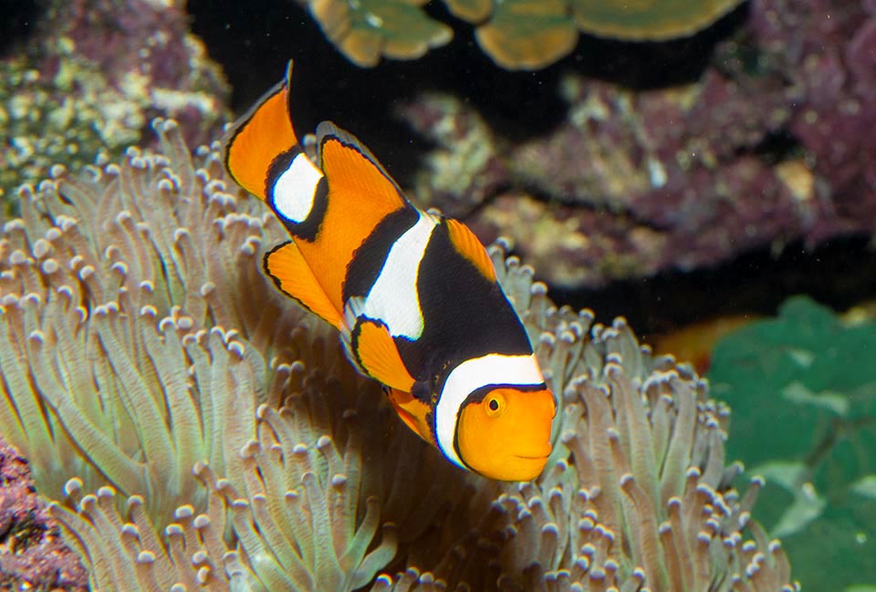 The Orange clownfish (Amphirion percula) is present in Southwest Pacific tropical waters. It distinguishes from Amphiprion ocellaris due to a more marked black edge near the white bands, that at times extends also over the back, the height of the body, that proportionally is lower, and one less spiny ray on the dorsal fin