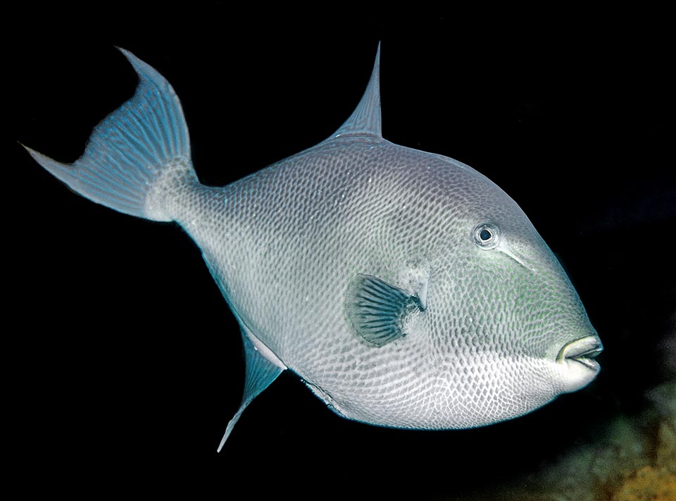 Balistes capriscus es el único representante de la familia Balistidae presente en el Mediterráneo