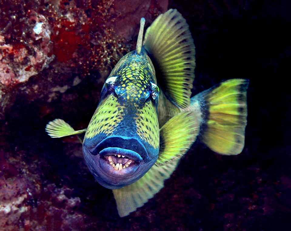 Long jusqu'à 75 cm, ici menaçant avec son épine érectile bloquée à la verticale sur son dos, Balistoides viridescens est le plus grand poisson baliste existant 