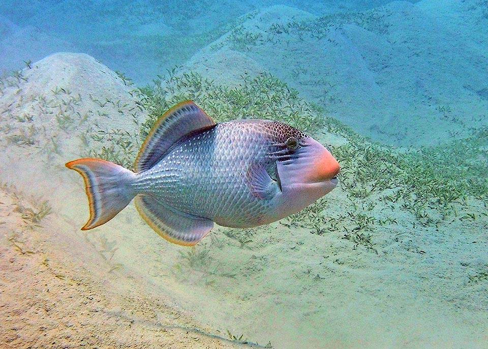 Even 50 cm long, Pseudobalistes flavimarginatus is present in the Red Sea and in the tropical Indo-Pacific between 2 and 50 m of depth.