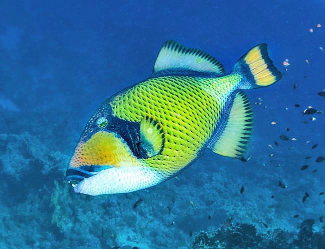 Balistoides viridescens, Balistidae, Pez Ballesta Titán Balistoides viridescens, Balistidae, Pez Ballesta Titán