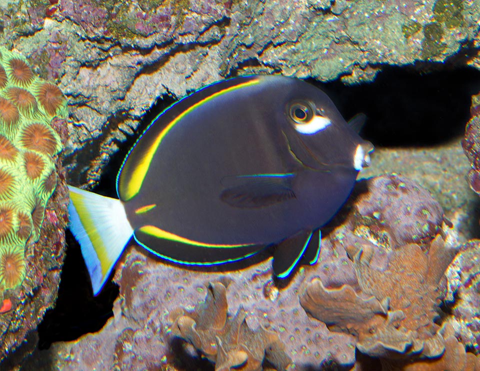 It's the only Acanthurus with white cheeks, and is also called Goldenrim surgeonfish because of its showy yellow bands at the base of the dorsal and the anal fins © Giuseppe Mazza