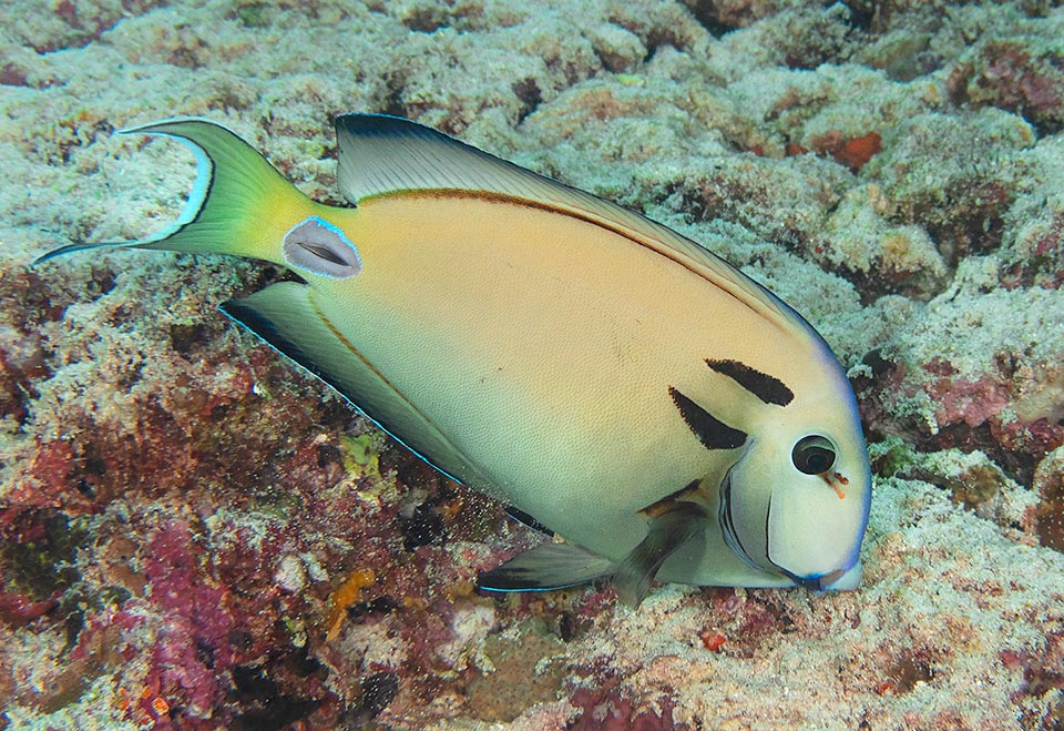 Over the operculum, near the eye, it shows two black small bars, the rank of lieutenant in military hierarchy, hence the vulgar name of Lieutenant surgeonfish