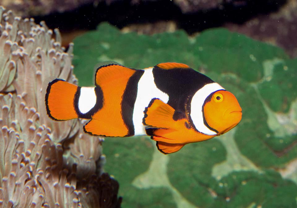 With a maximum of 11 cm in the females and 8 cm in the males, it's one of the smallest clownfishes 