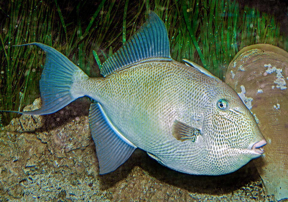 Moreover, it's the triggerfish that has gone further north up to England and Ireland, and after reaching Angola in Africa is present also on the other side of the Atlantic 
