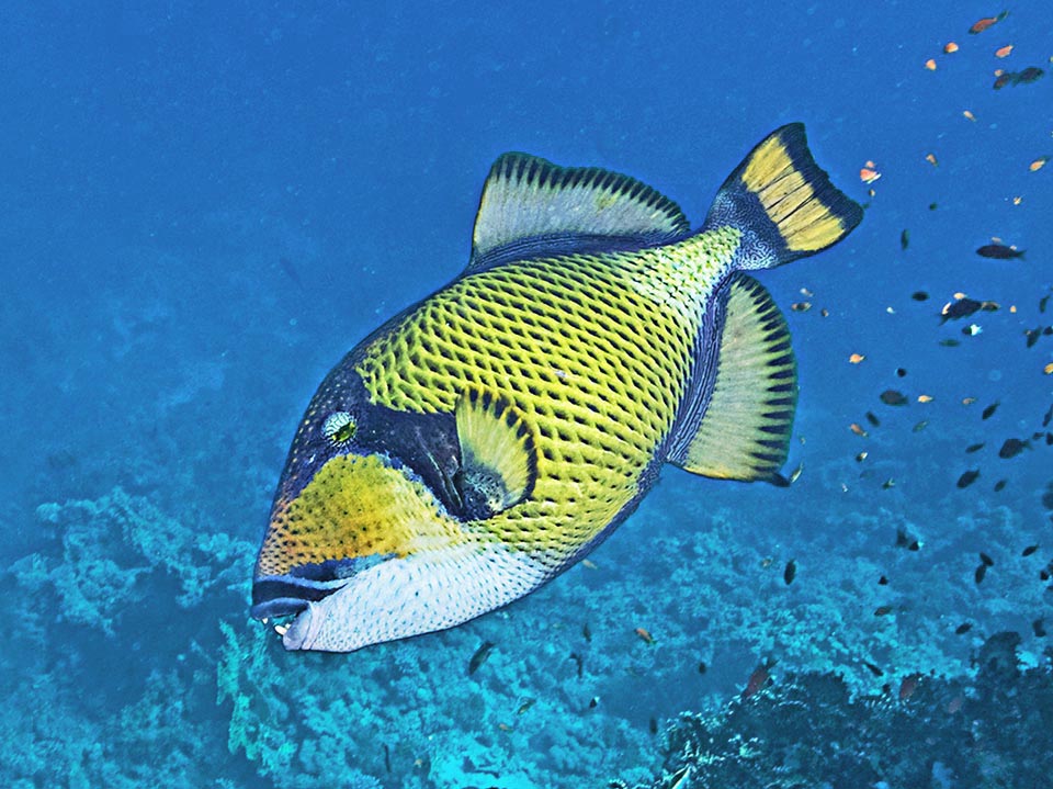 Balistoides viridescens ha un areale molto vasto nell’Indo-Pacifico tropicale, dal Mar Rosso e le coste africane all’Australia e alla Polinesia francese fino alle isole di Pitcairn