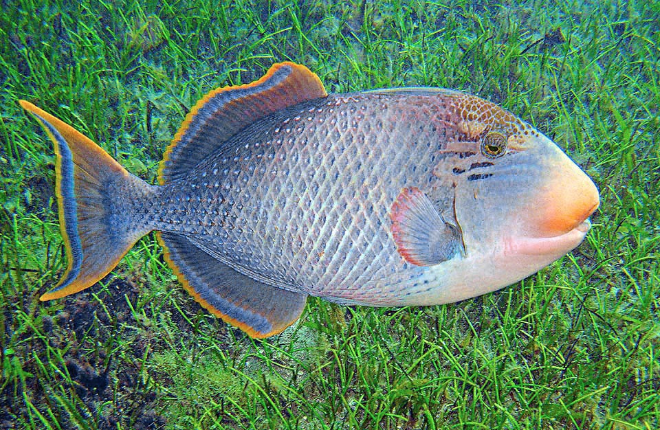 Overall the colour of Pseudobalistes flavimarginatus is pale. The fins of the adults have a characteristic yellow-orange edge, the mouth and the cheeks are scaleless and pinkish 