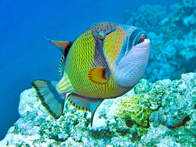 Balistoides viridescens, Balistidae, Pez Ballesta Titán Balistoides viridescens, Balistidae, Pez Ballesta Titán