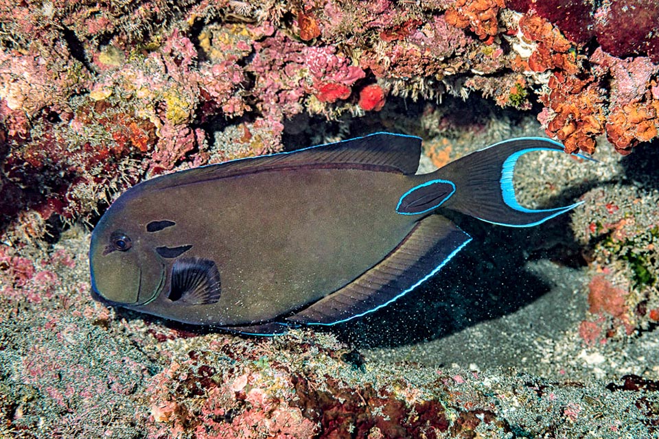 About 25-30 cm long, it mainly eats seaweeds and the superficial film of microalgae and of detrita that covers the bottoms 