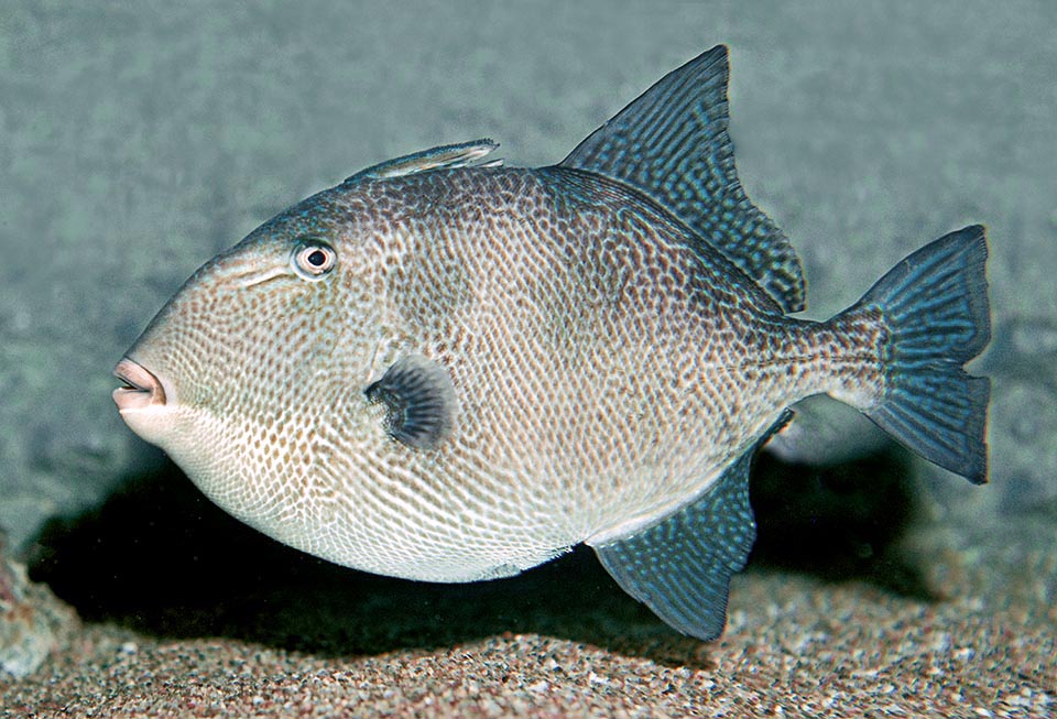 On le rencontre donc dans les premiers 50 m de profondeur, 100 au maximum, le long des côtes du Canada, dans le golfe du Mexique et la mer des Caraïbes jusqu'au Brésil