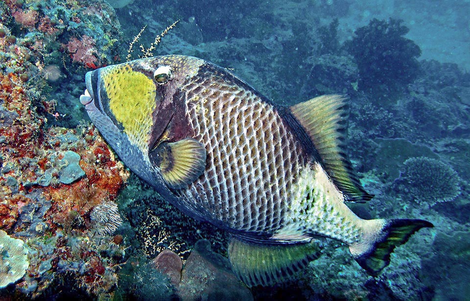 Le corps de Balistoides viridescens est bien protégé par un solide revêtement d'écailles osseuses. Elles sont rugueuses et ont de petites épines tournées vers l'avant à côté du pédoncule caudal 