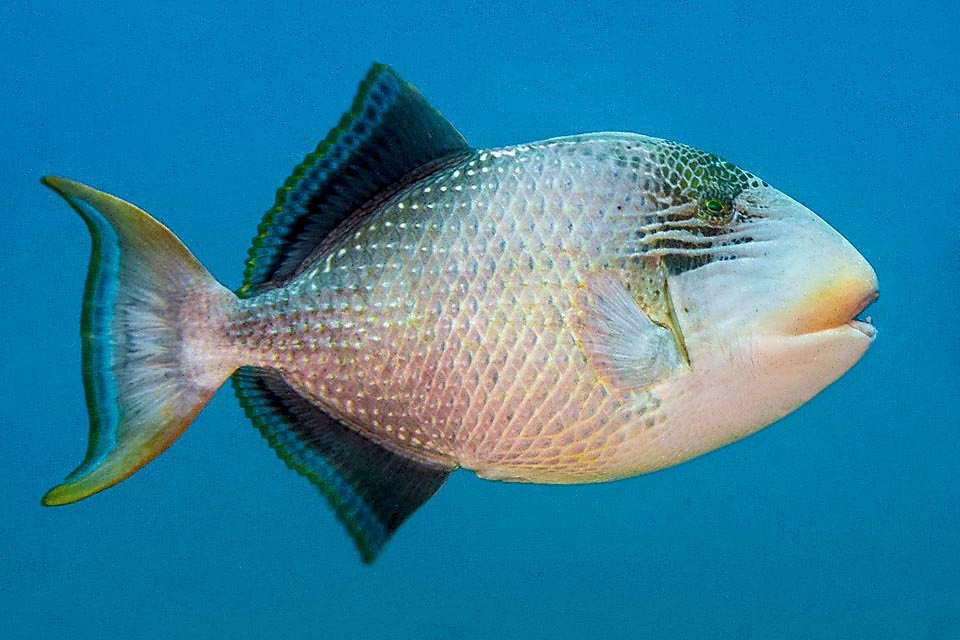 Les nageoires pelviennes sont absentes car fusionnées dans une sorte d'épine ventrale seulement visible quand le poisson soulève sa première nageoire dorsale, la lame défensive caractéristique des balistes.