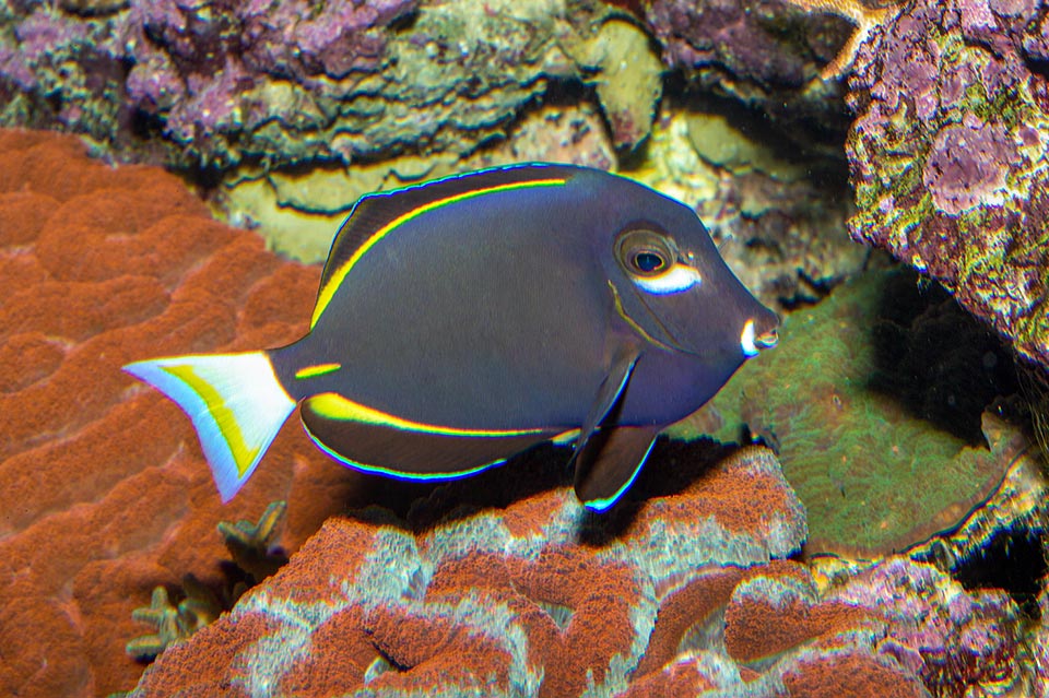 Vive per lo più in acque basse ma può scendere sul lato esterno dei reef fin oltre i 60 m di profondità