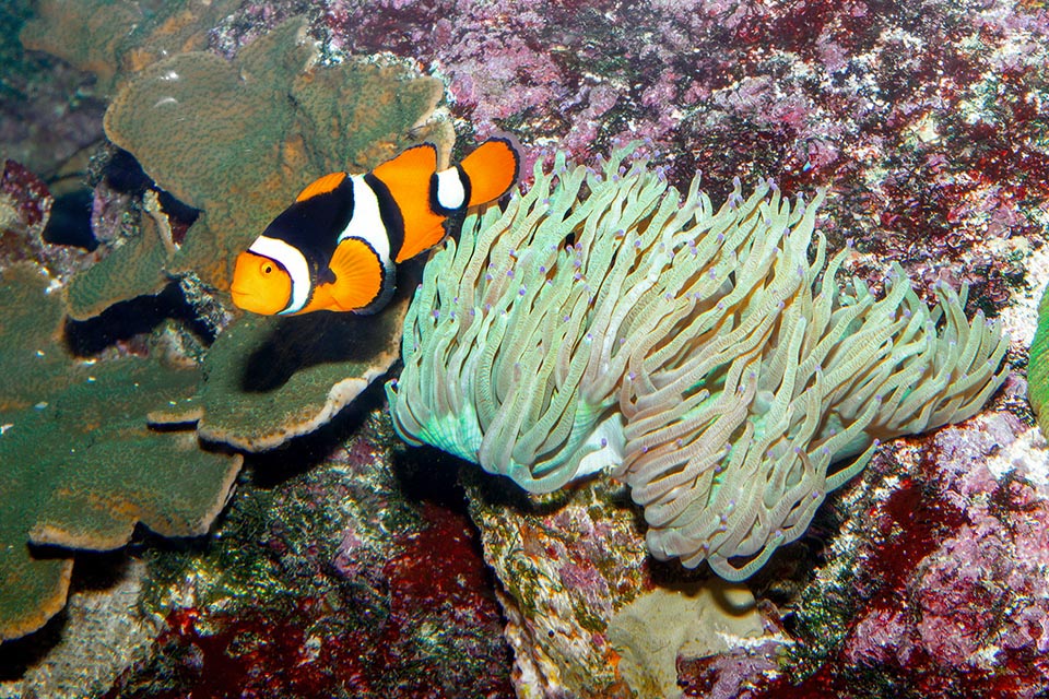 En échange l'anémone de mer lui offre un abri sûr en dissuadant les prédateurs avec ses tentacules urticants, inoffensifs seulement pour l'Amphiprion 