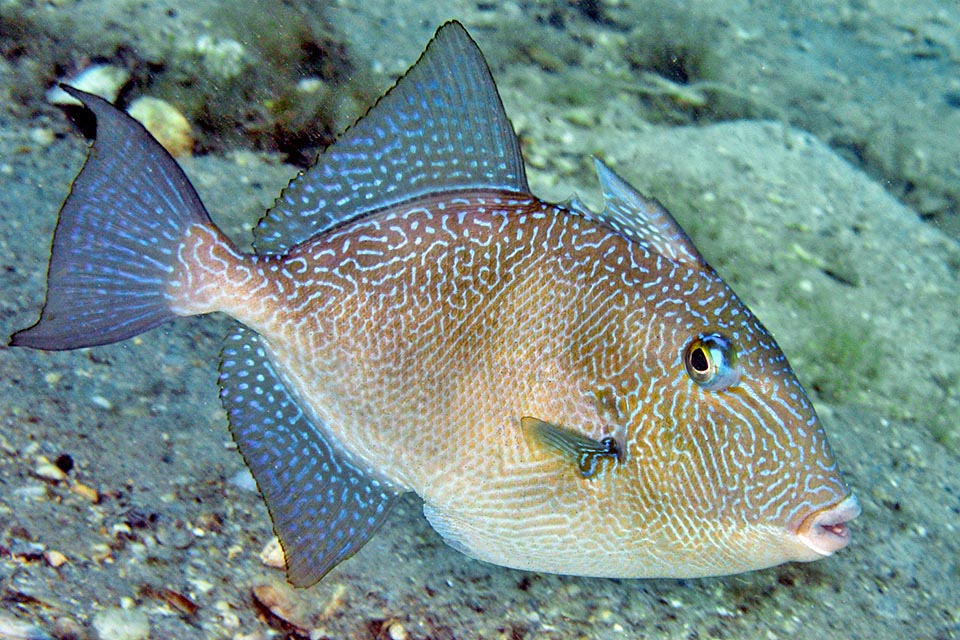 De hasta 60 cm de largo, se alimenta de pequeños peces, especialmente sardinas, así como de erizos de mar, crustáceos y conchas, a los que tritura con sus dientes macizos 