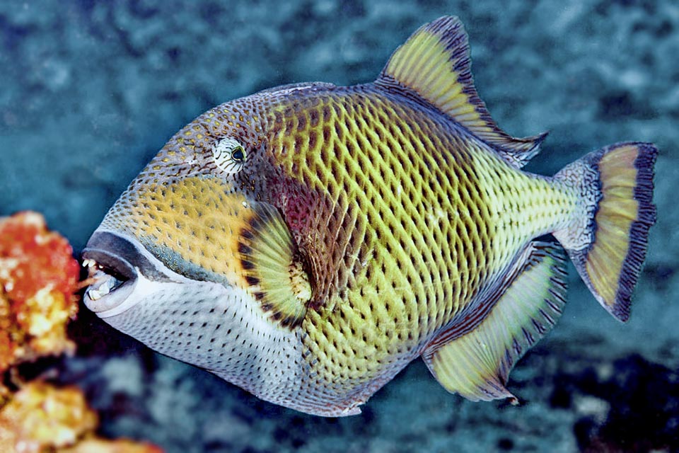 Balistoides viridescens nada en aguas relativamente someras, sin superar los 50 m de profundidad, nutriéndose de crustáceos, moluscos, anélidos, erizos y estrellas de mar, incluida la infame Acanthaster planci que devora los corales. Por lo tanto, por un lado protege el arrecife, pero luego desmenuza sin escrúpulos las madréporas para comer sus pólipos 