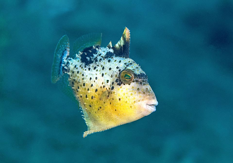 Pseudobalistes flavimarginatus juvenile in posizione difensiva.