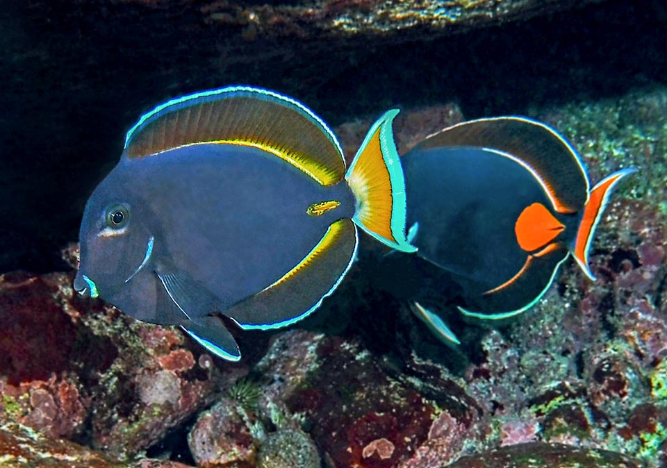 Where the distribution areas do overlap, it can hybridize with some Acanthurus. Here, left, the dramatic image of a hybrid with Acanthurus achilles, back on the right. It has maintained, reduced, the white spot under the eye and on snout, but dorsal and anal fins are much taller, and the shape and tail pattern are those of the other species